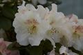 Rhododendron williamsianum Gartendirektor Rieger-2 Różanecznik